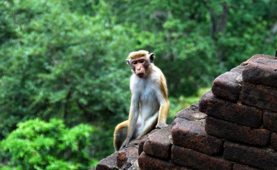 Mono en Sigiriya
