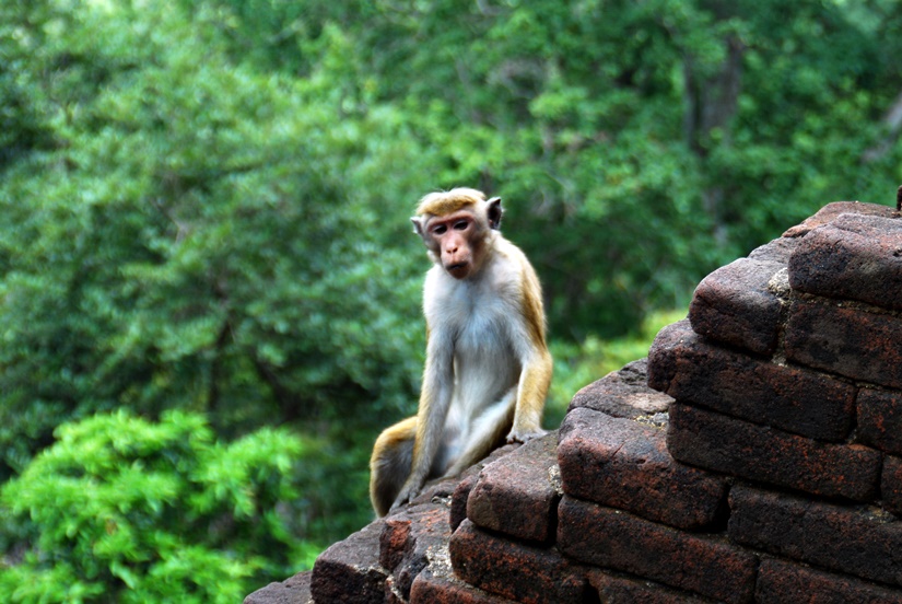 Mono en Sigiriya